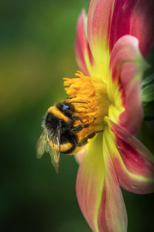 шмель, осень, октябрь, цветок, георгин, макро, насекомые Октябрёнок фото превью