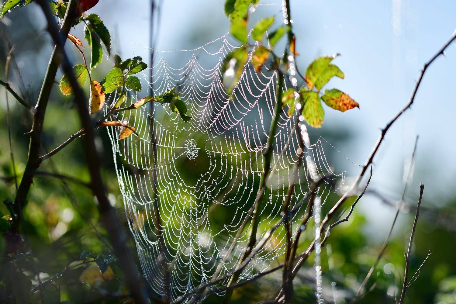 , Корнейчук Игорь