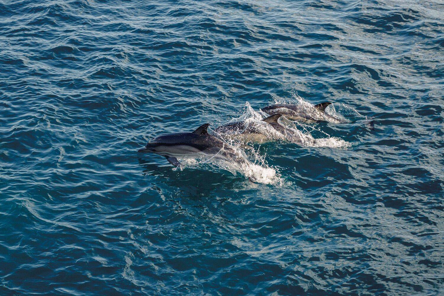 , Сергей Котов