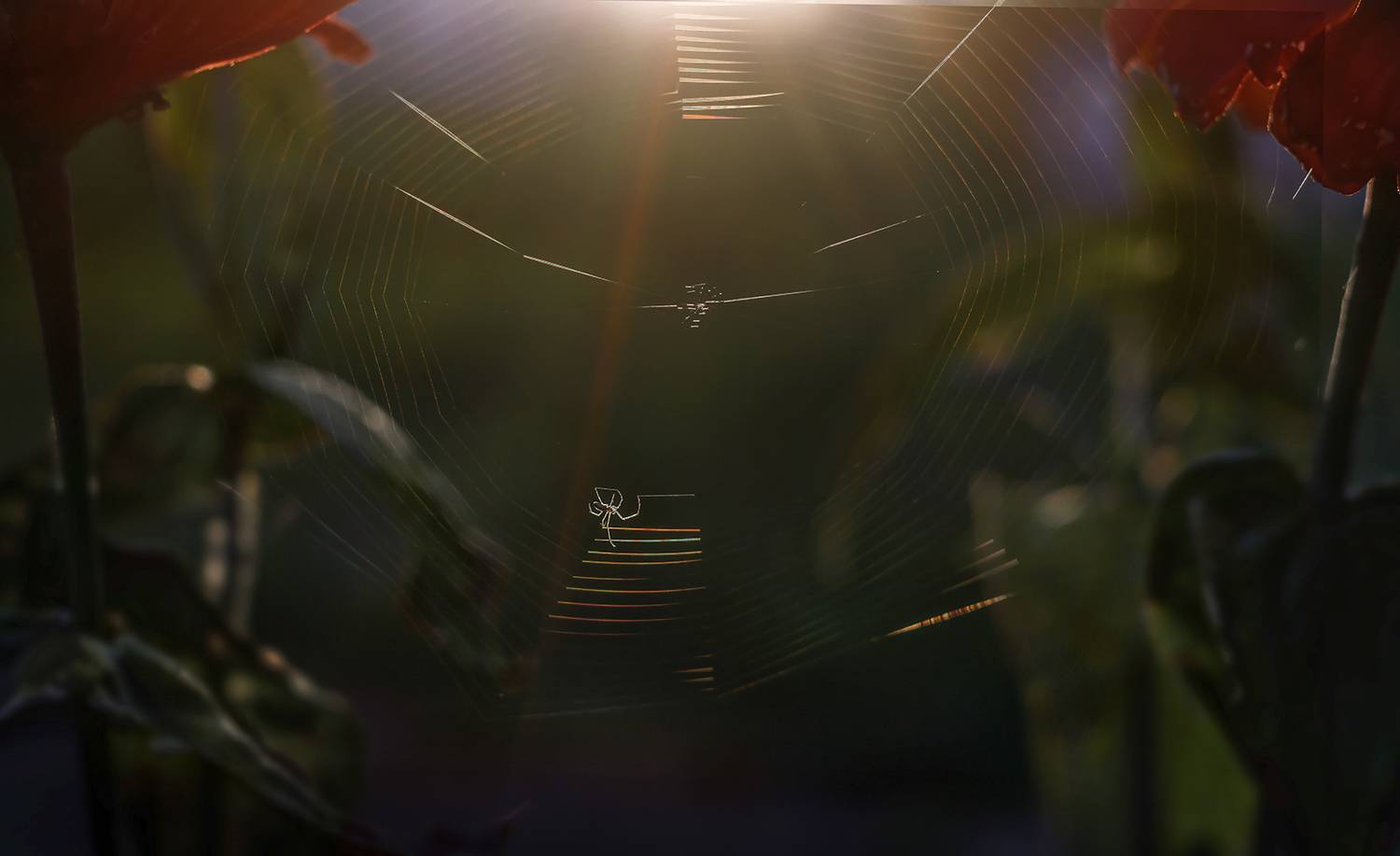 паук, паутина, закат, Ершова Юлия