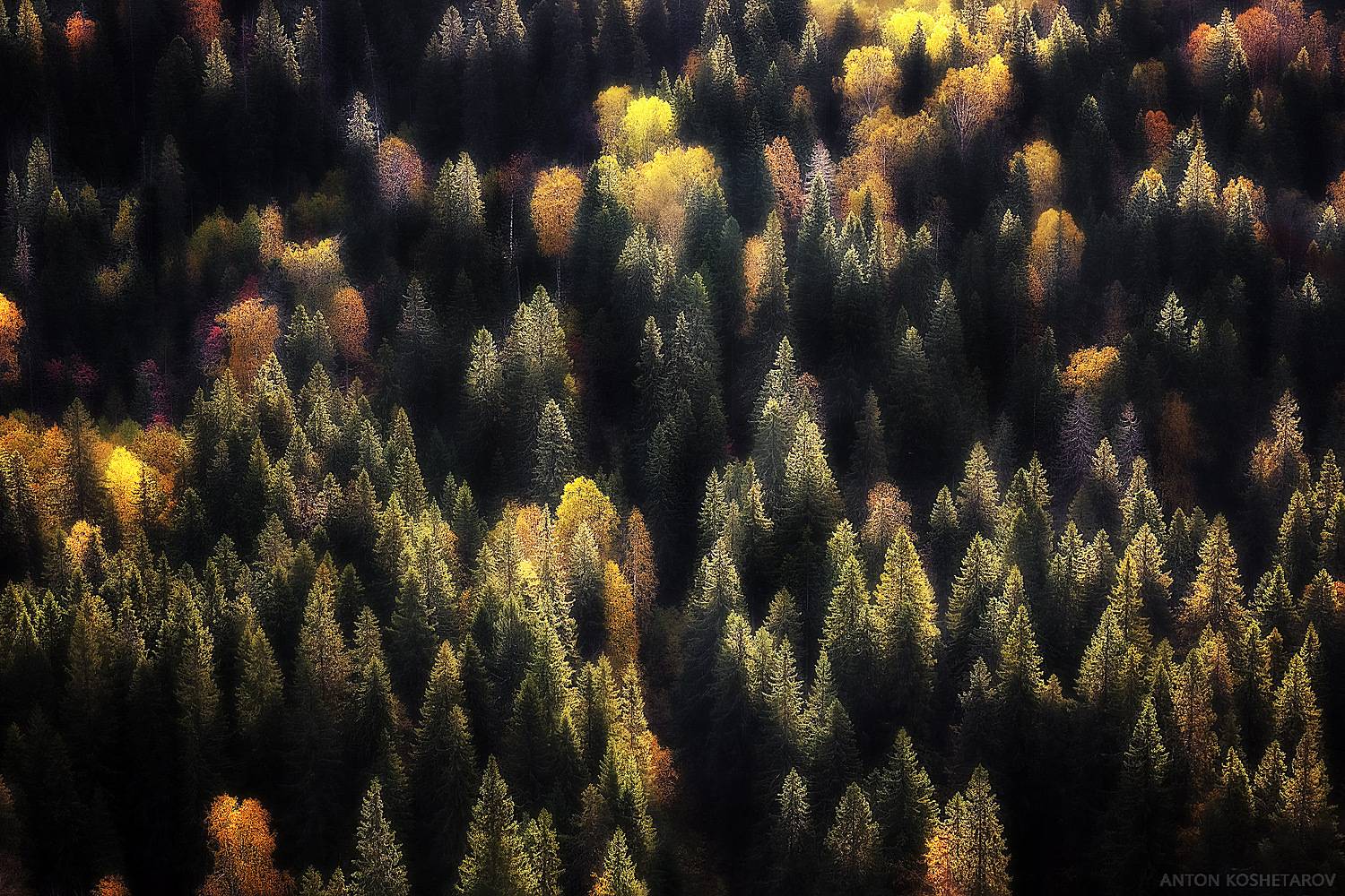 , Антон Кошетаров