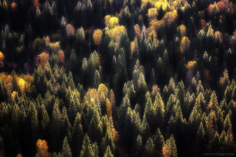 Краски осеннего леса. фото превью