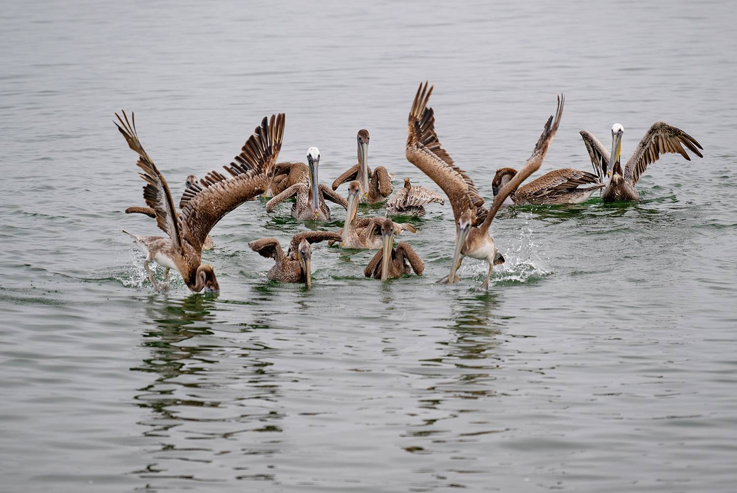 , Кирина Елизавета