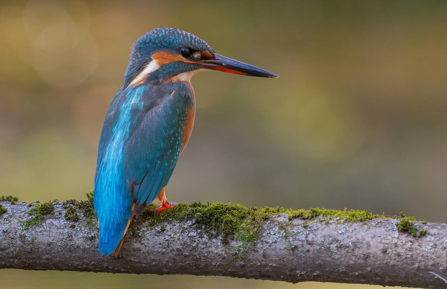 птицы, зимородок, весна, лето, фотоохота, природа, Сигушин Руслан