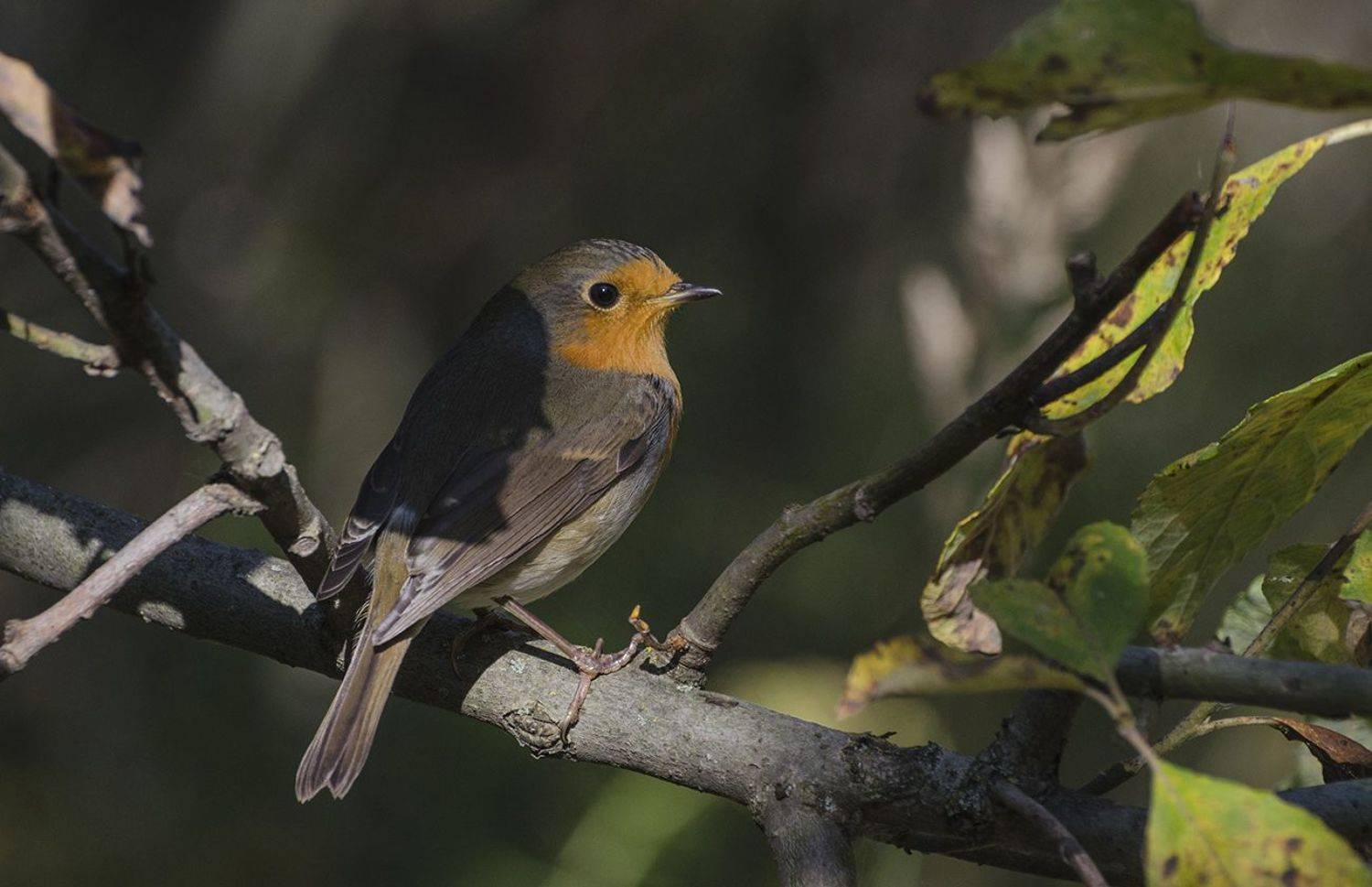 малиновка, зарянка, птица, Михаил Агеев