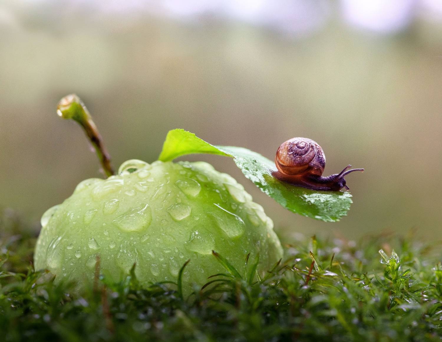 , Татьяна Гореславец