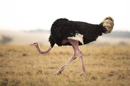 Ostrich flexing