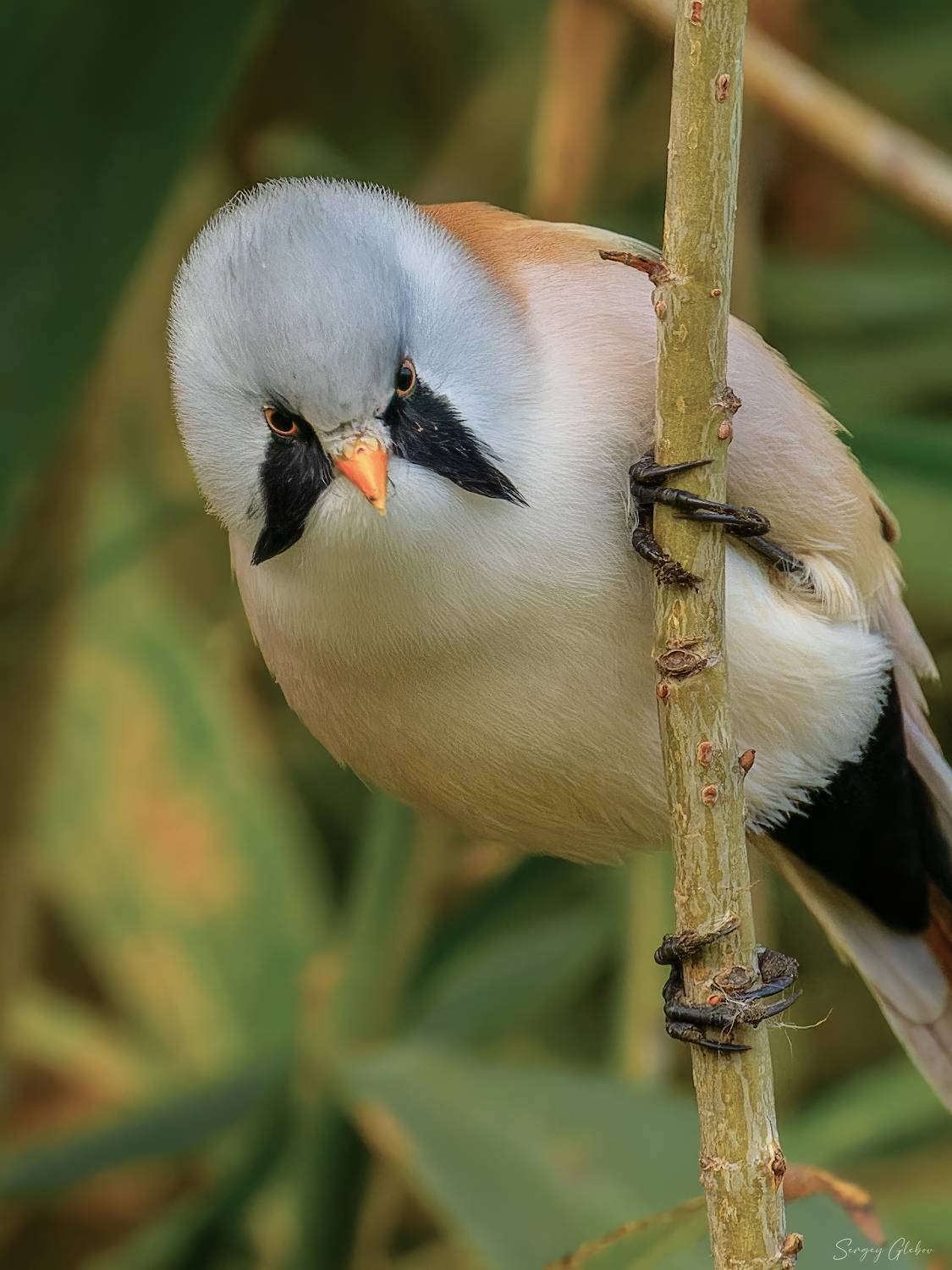 , Сергей Глебов