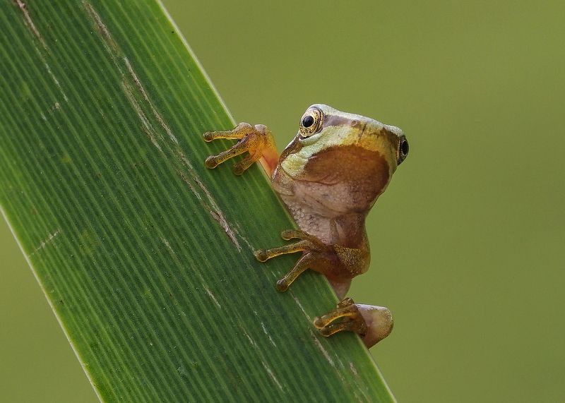 Le Frog фото превью