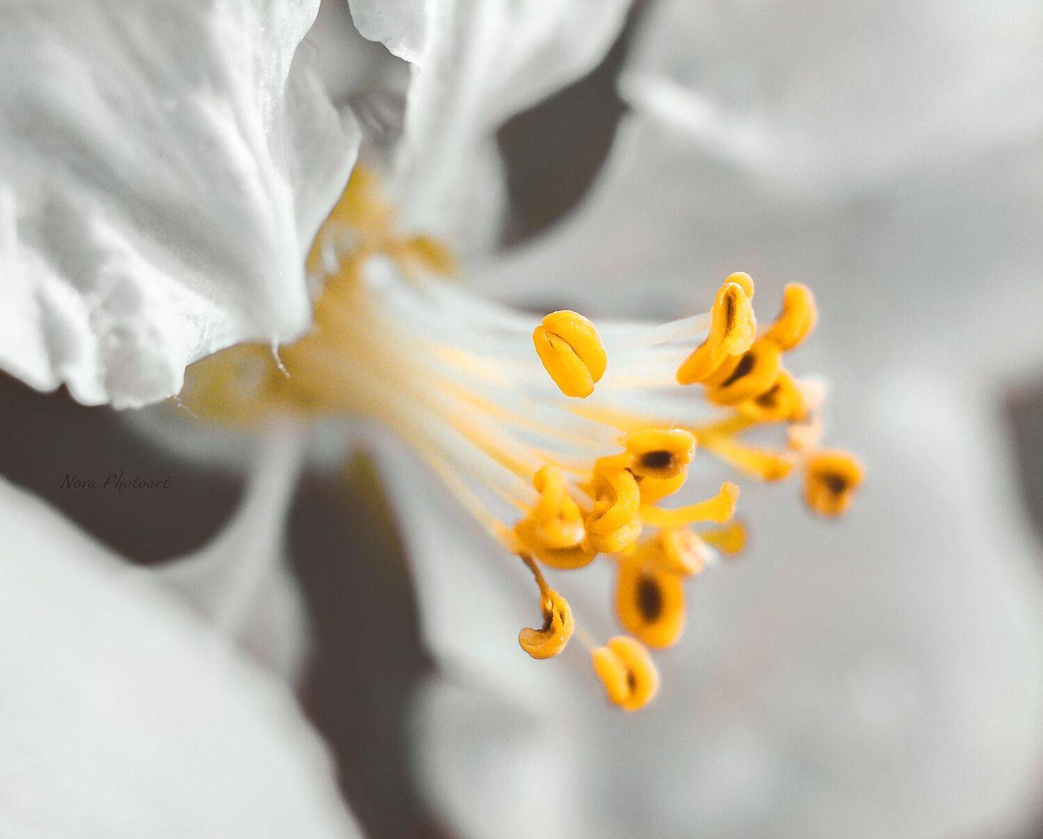 макрофотография, macro, макромир, макросъёмка, фотоприроды, nature, артфото, фотомакро, боке, мануальнаяоптика, макро, макрофото, макросъемка, красота, цветок, тычинки, Svetlana Smirnova