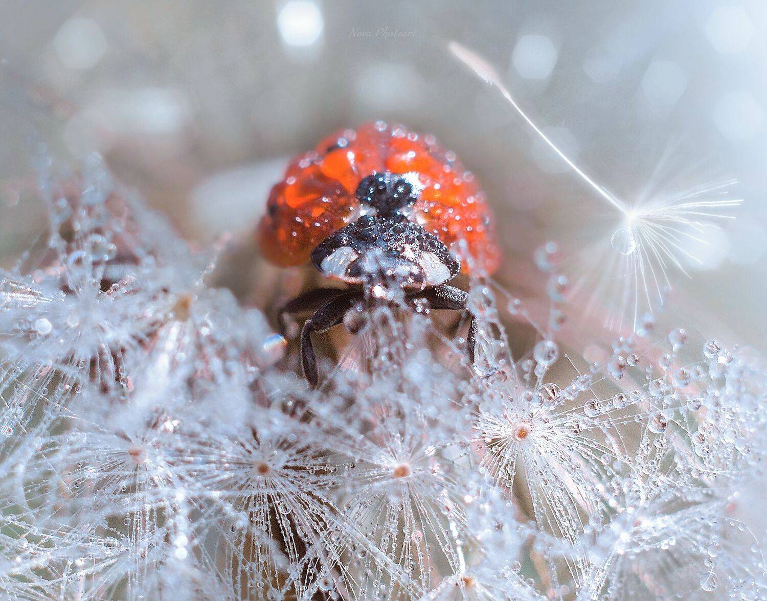 макрофотография, macro, макромир, макросъёмка, фотоприроды, nature, артфото, фотомакро, боке, мануальнаяоптика, макро, макрофото, макросъемка, красота, божьякоровка, одуванчик, Svetlana Smirnova