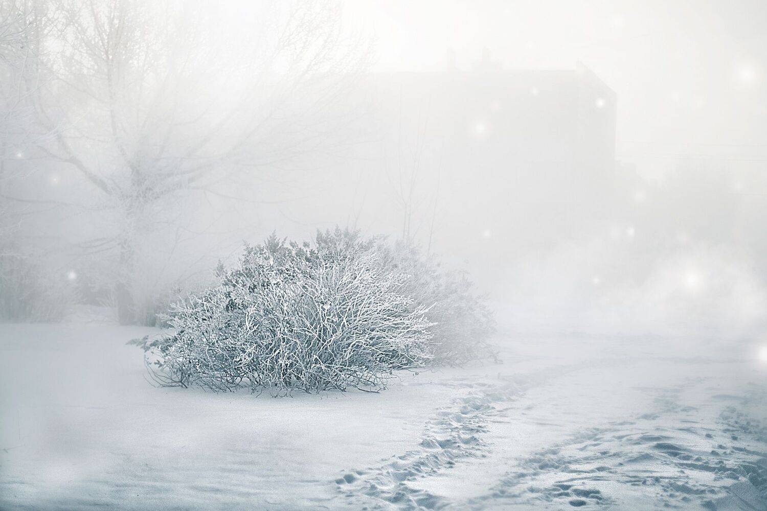 зима, снег, мороз, туман, иней, пейзаж, белый, Svetlana Smirnova