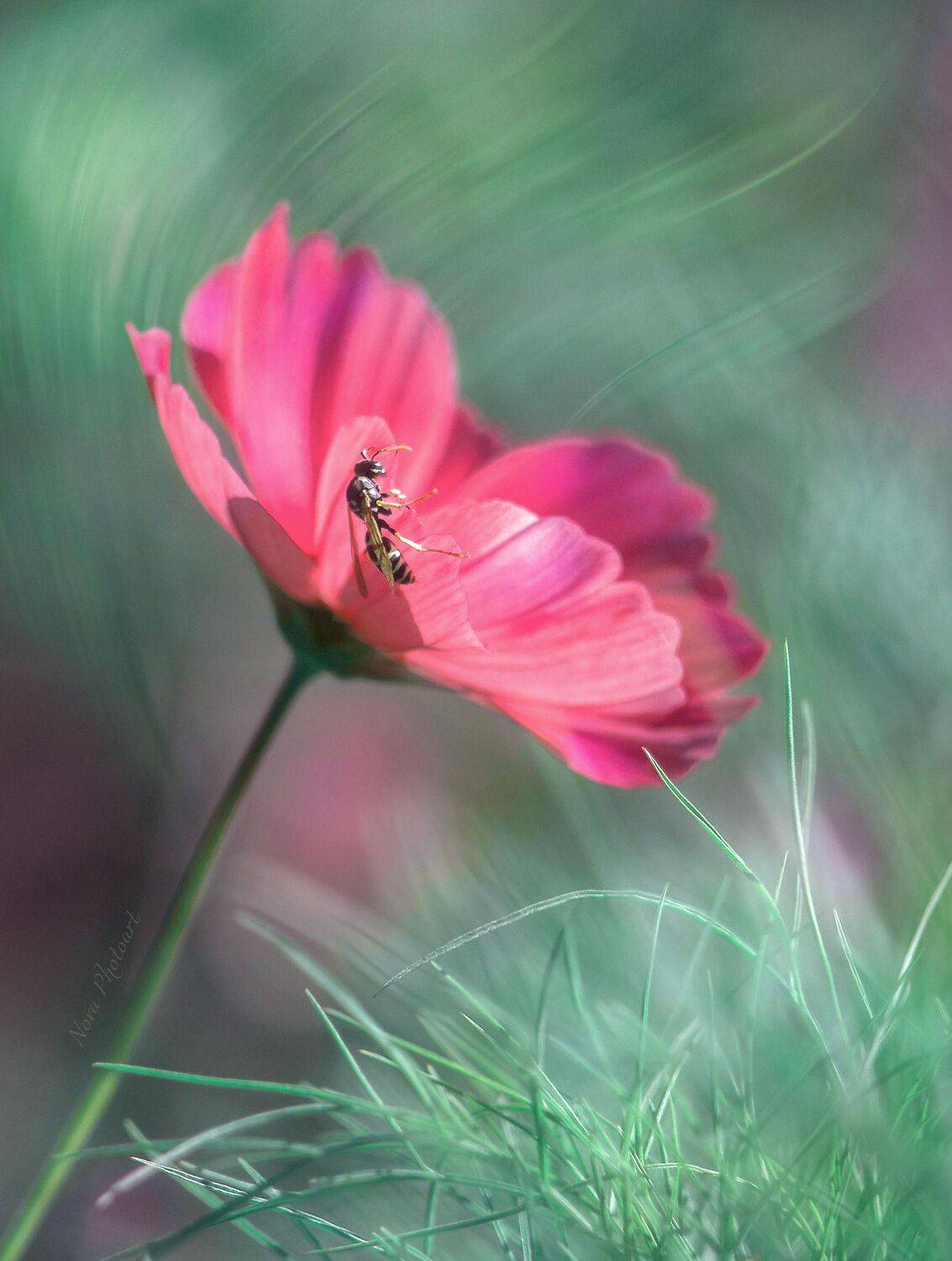 макрофотография, macro, макромир, макросъёмка, фотоприроды, nature, артфото, фотомакро, боке, мануальнаяоптика, макро, макрофото, макросъемка, красота, цветок, оса, Svetlana Smirnova