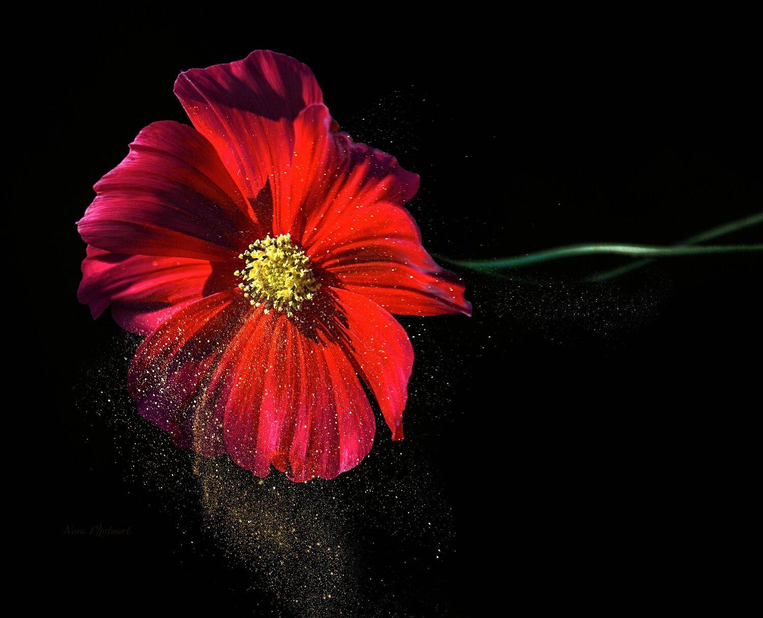 макрофотография, macro, макромир, макросъёмка, фотоприроды, nature, артфото, фотомакро, боке, мануальнаяоптика, макро, макрофото, макросъемка, красота, цветок, пыльца, Svetlana Smirnova