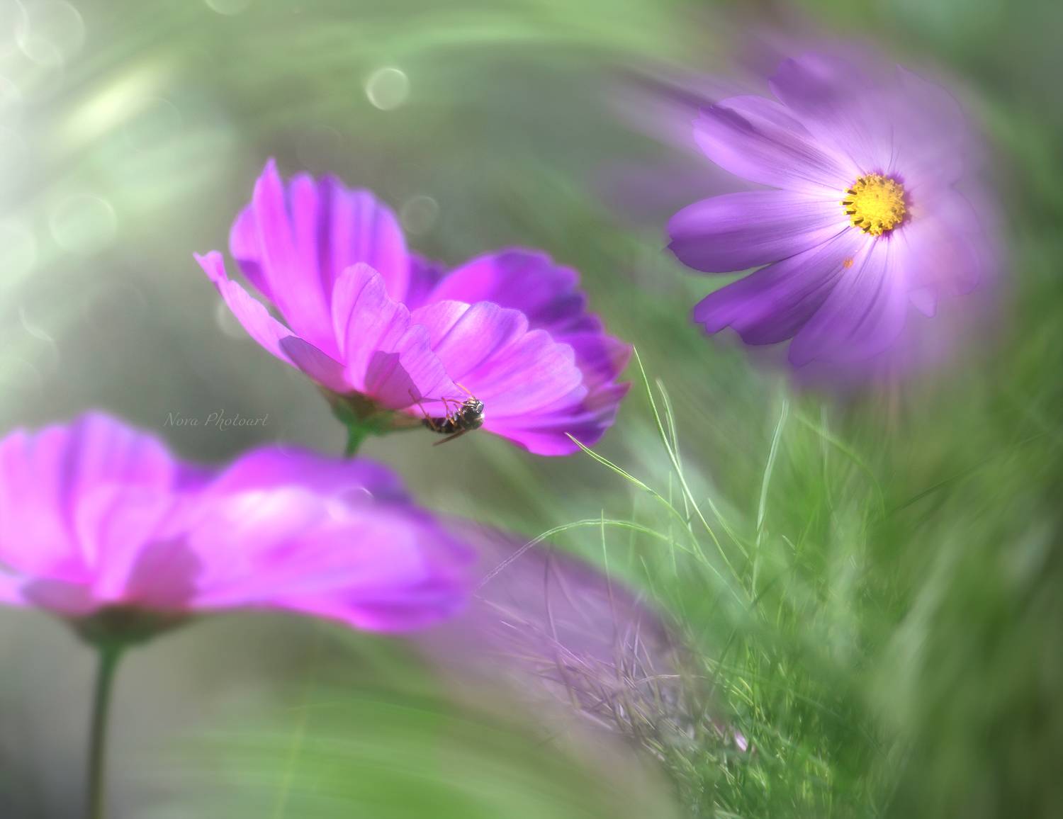 макрофотография, macro, макромир, макросъёмка, фотоприроды, nature, артфото, фотомакро, боке, мануальнаяоптика, макро, макрофото, макросъемка, красота, живопись, лепестки, цветы, цветок, Svetlana Smirnova