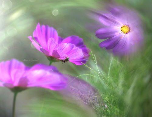 Живопись природы