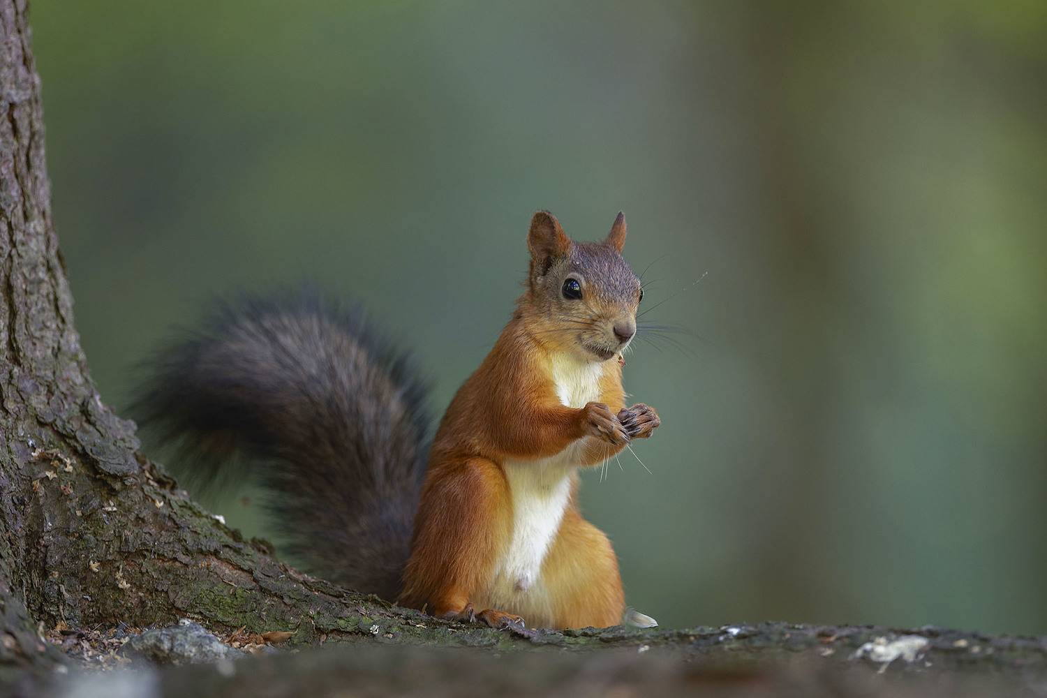 белка, лес, природа, squirrel,beautiful, forest, nature, Стукалова Юлия