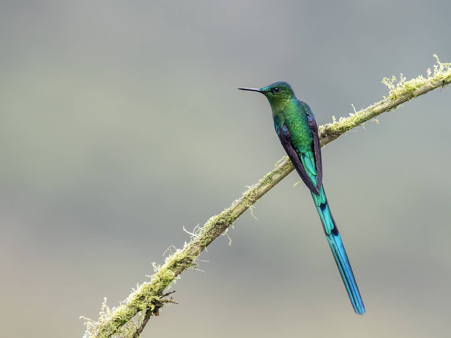 , Burgalin Sequeira Fernando