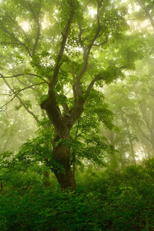 Лесные зарисовки. фото превью