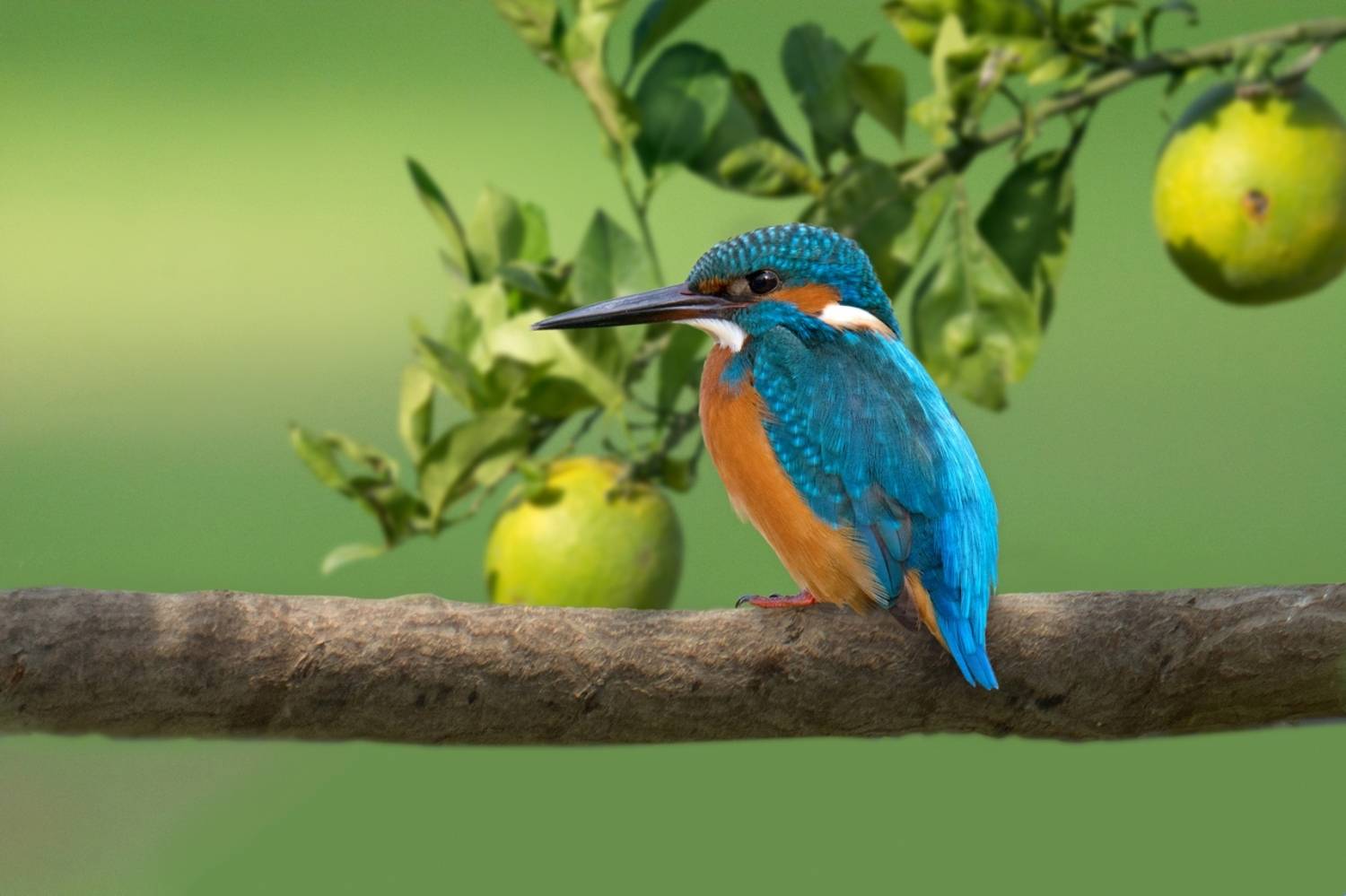 , Людмила Бекман