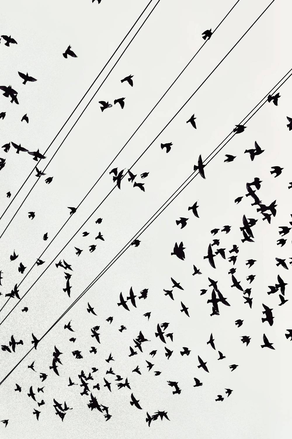 , Seyed Homayoun Hosseini