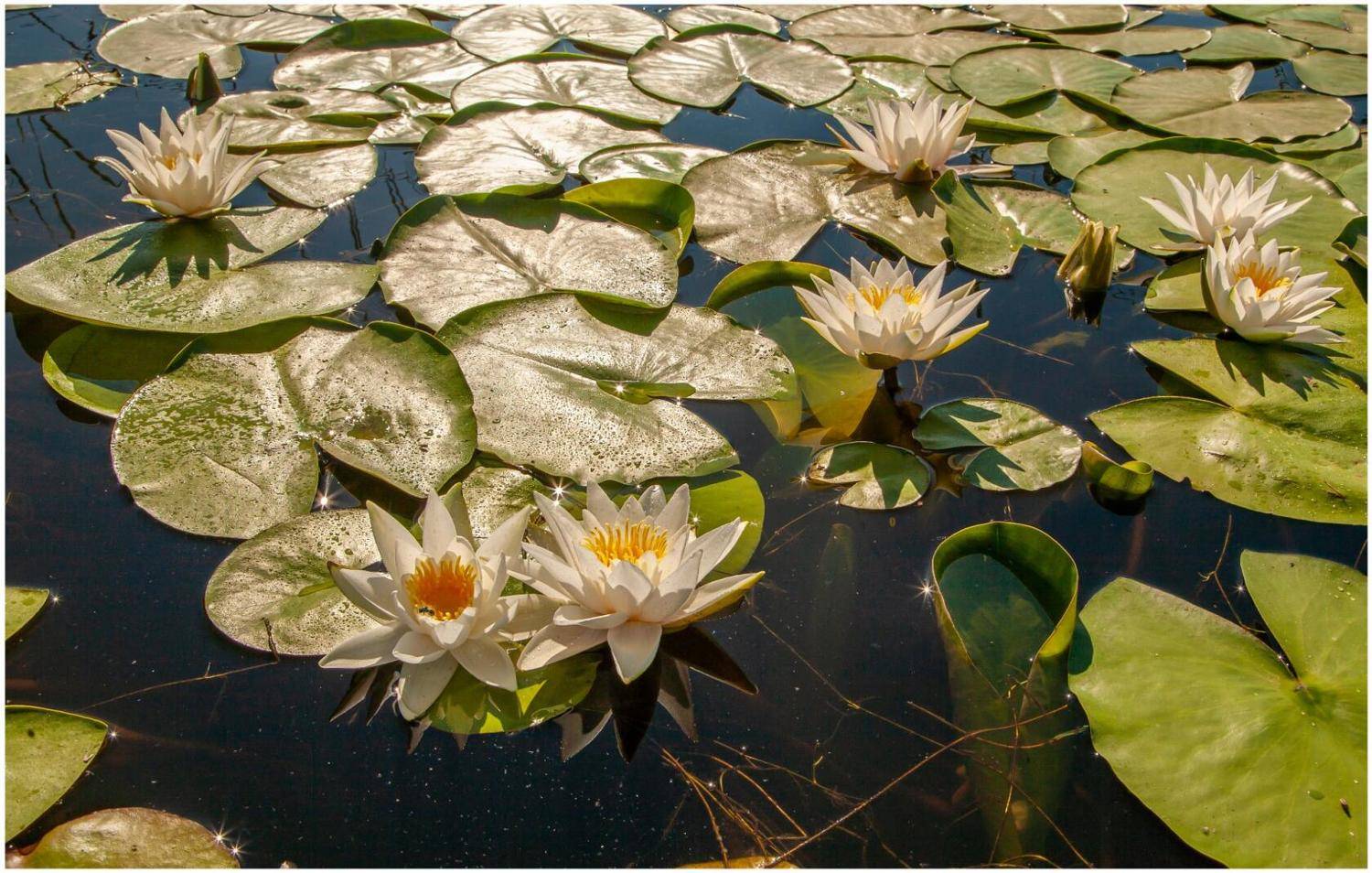 кувши́нка бе́лая (лат. nympha&eacute;a &aacute;lba) &mdash; водное растение, вид рода кувшинка семейства кувшинковые (nymphaeaceae)., Сергей цыбизов