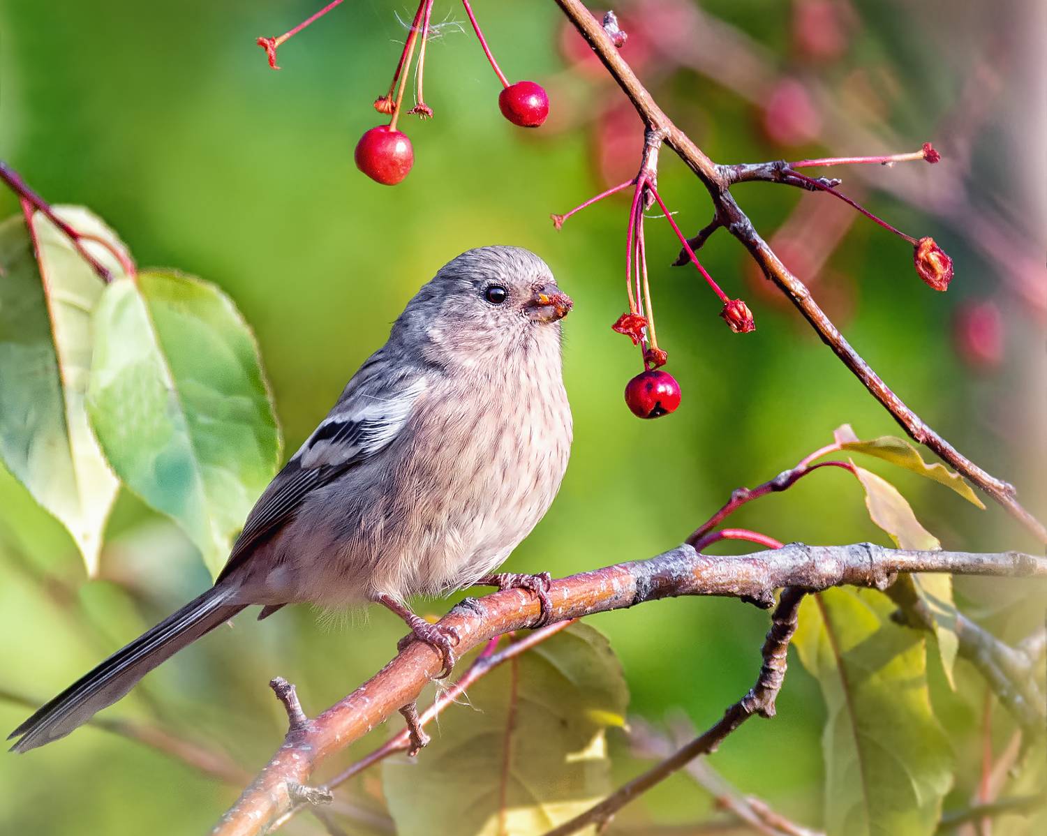 птица, урагус, самка, осень,, Марина Мочалова