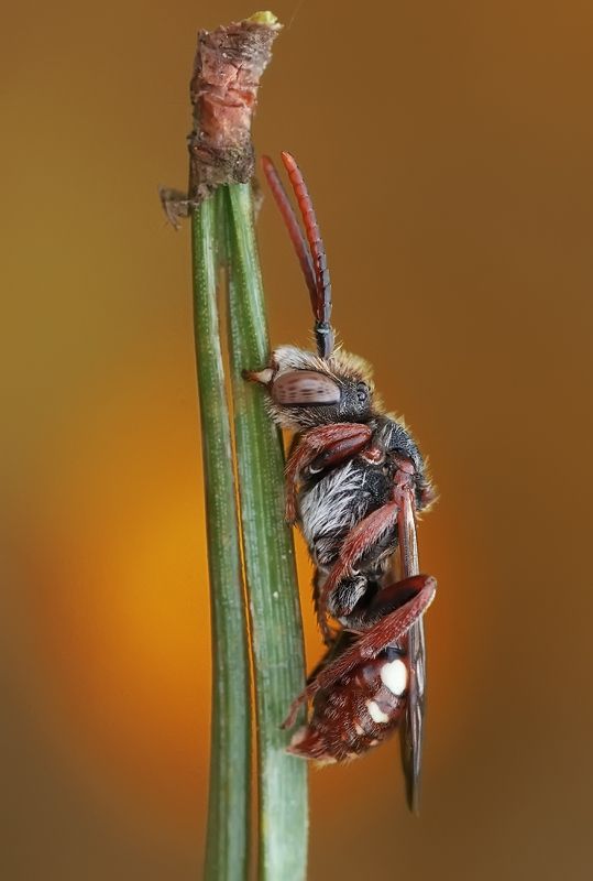 Спящая. фото превью