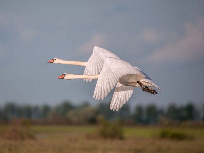 у села  камышово ПТИЦЫ  БЕЛЫЕ  МОИ фото превью