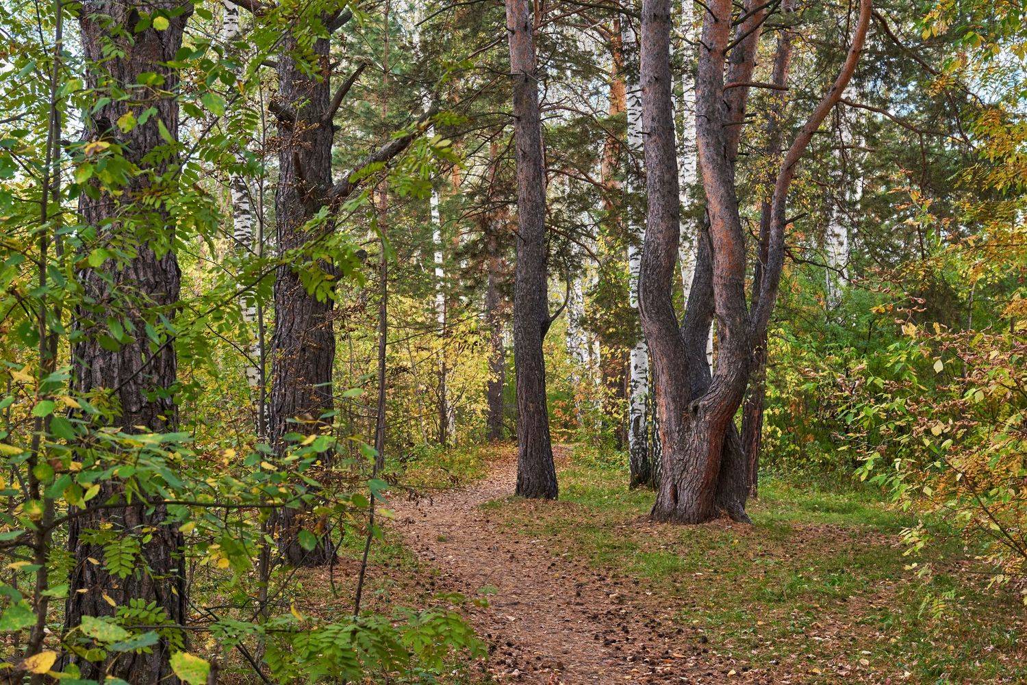 , Сергей Романчук