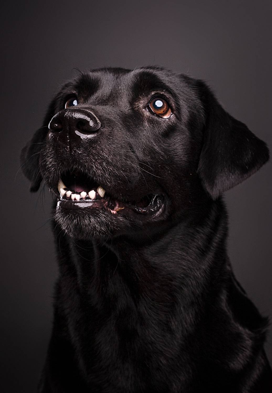 собака, животные, Дёгтев Евгений