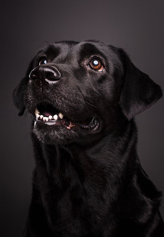 собака, животные *** фото превью