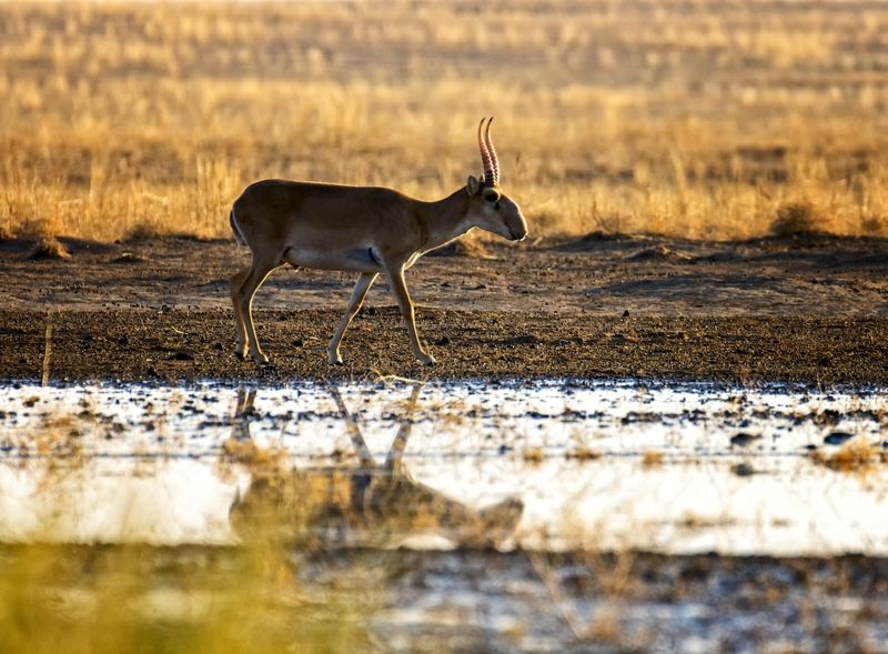 4 октября международный день защиты животных. Сайгак. фото превью