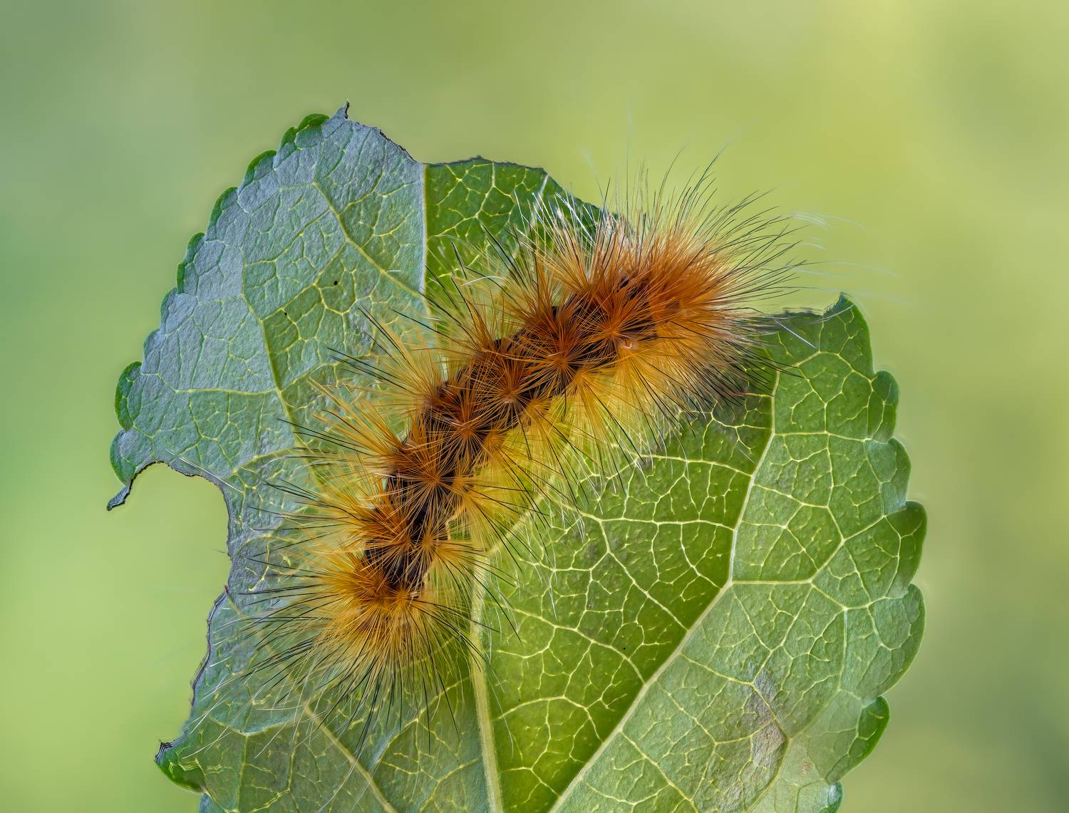 worm, caterpillar, silkworm, leaf, summer, nature, green, macro,, Atul Saluja