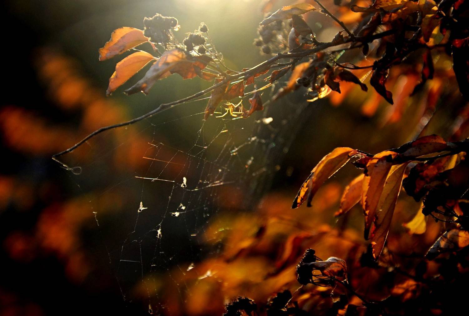 , Васильева Дарья