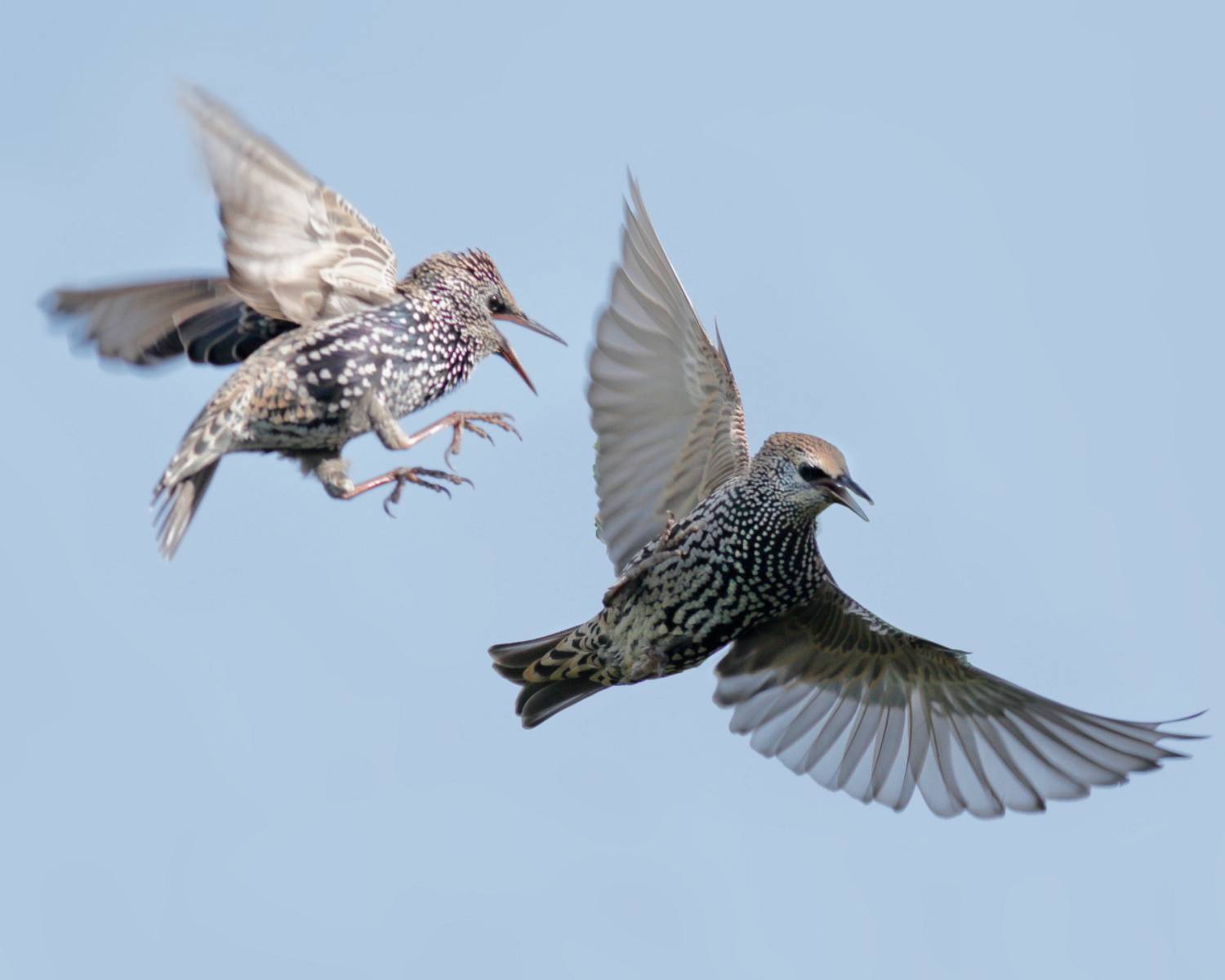 , Славов Георги