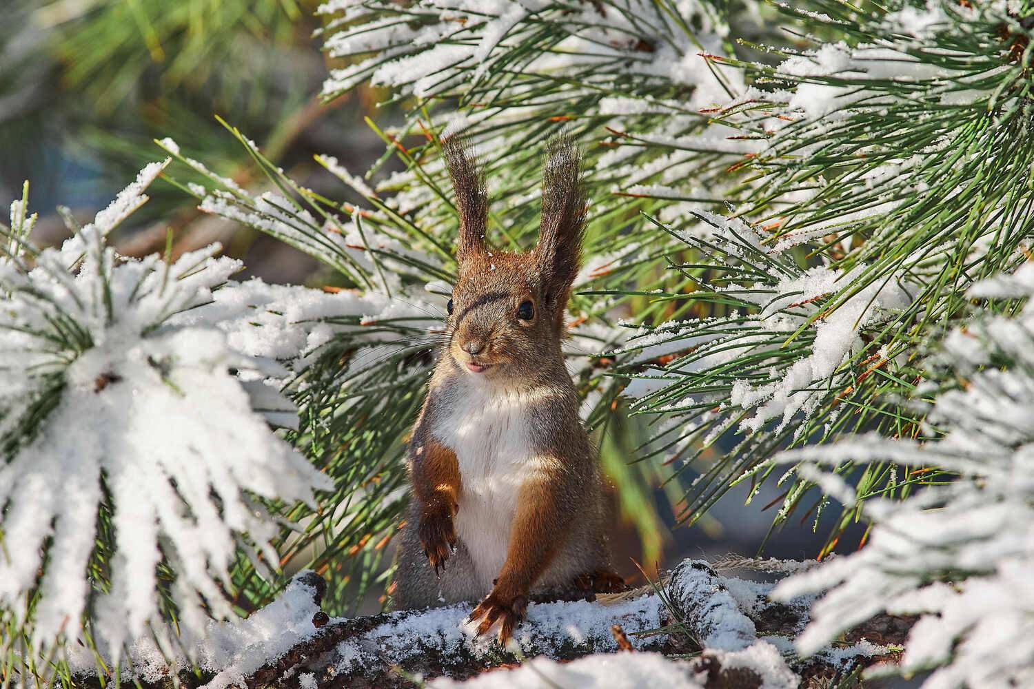 Sciurus vulgaris volgograd, russia, wildlife, squirrel, белка, , Сторчилов Павел