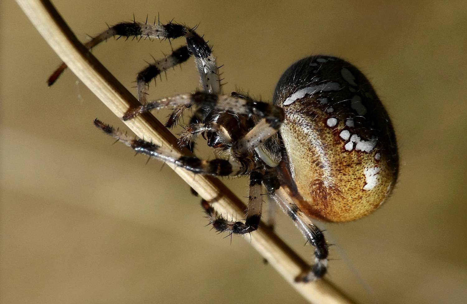 макро,паук., sasha yudin