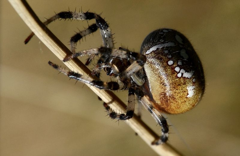 Толстячок. фото превью