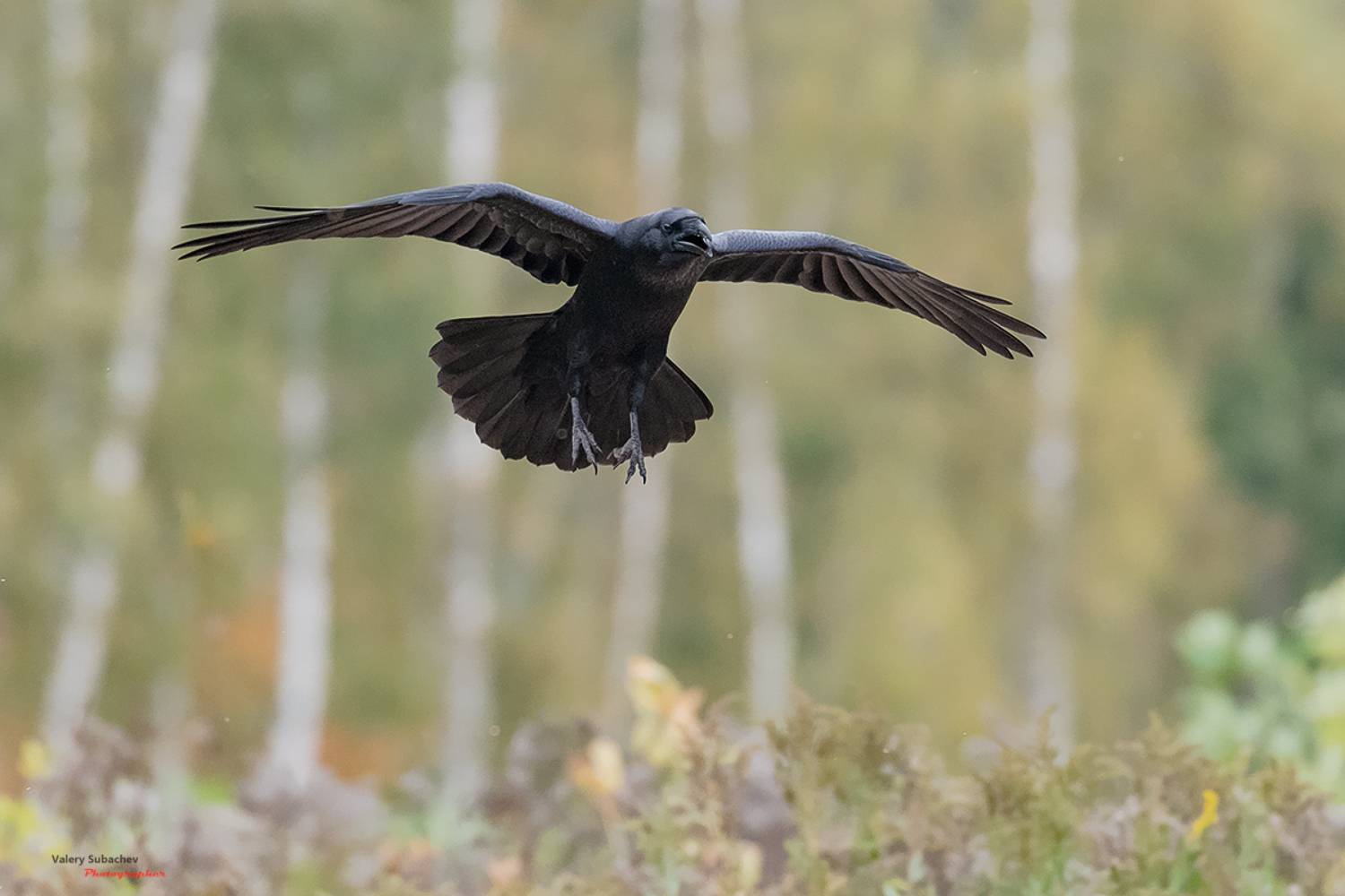 , Валерий Субачев