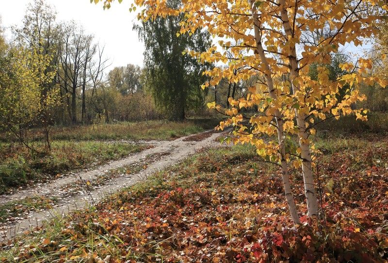 Берёзки фото превью