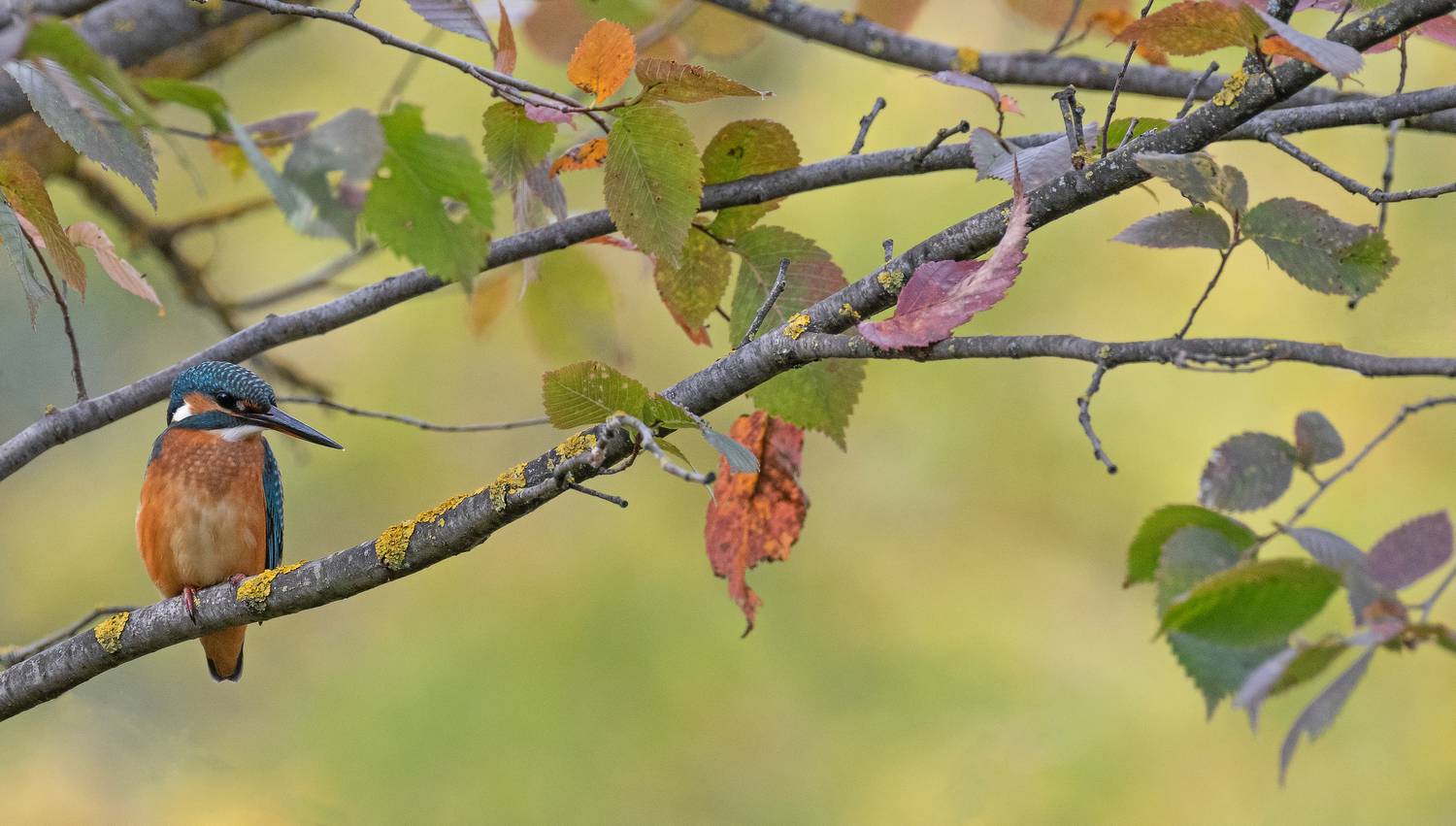 осень, природа, птицы, зимородок, Сигушин Руслан