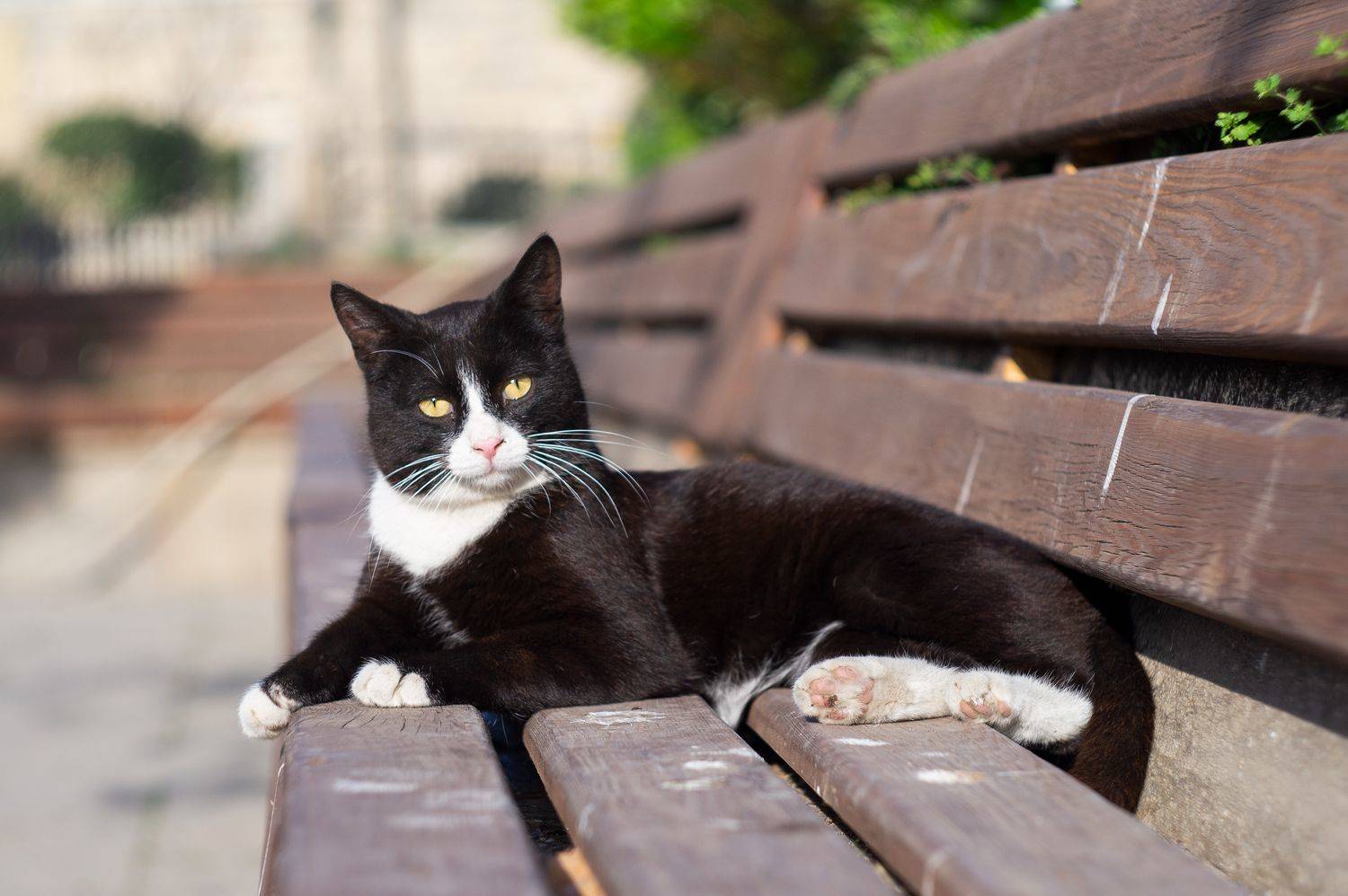 , Денис Свечников