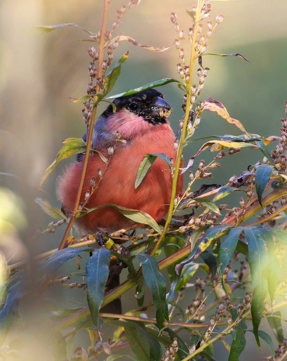 фото птиц, птицы, снегирь, Александр Шипиленко