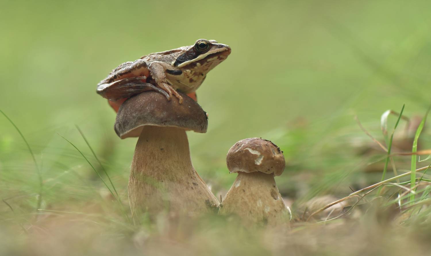 , Макеев Алексей