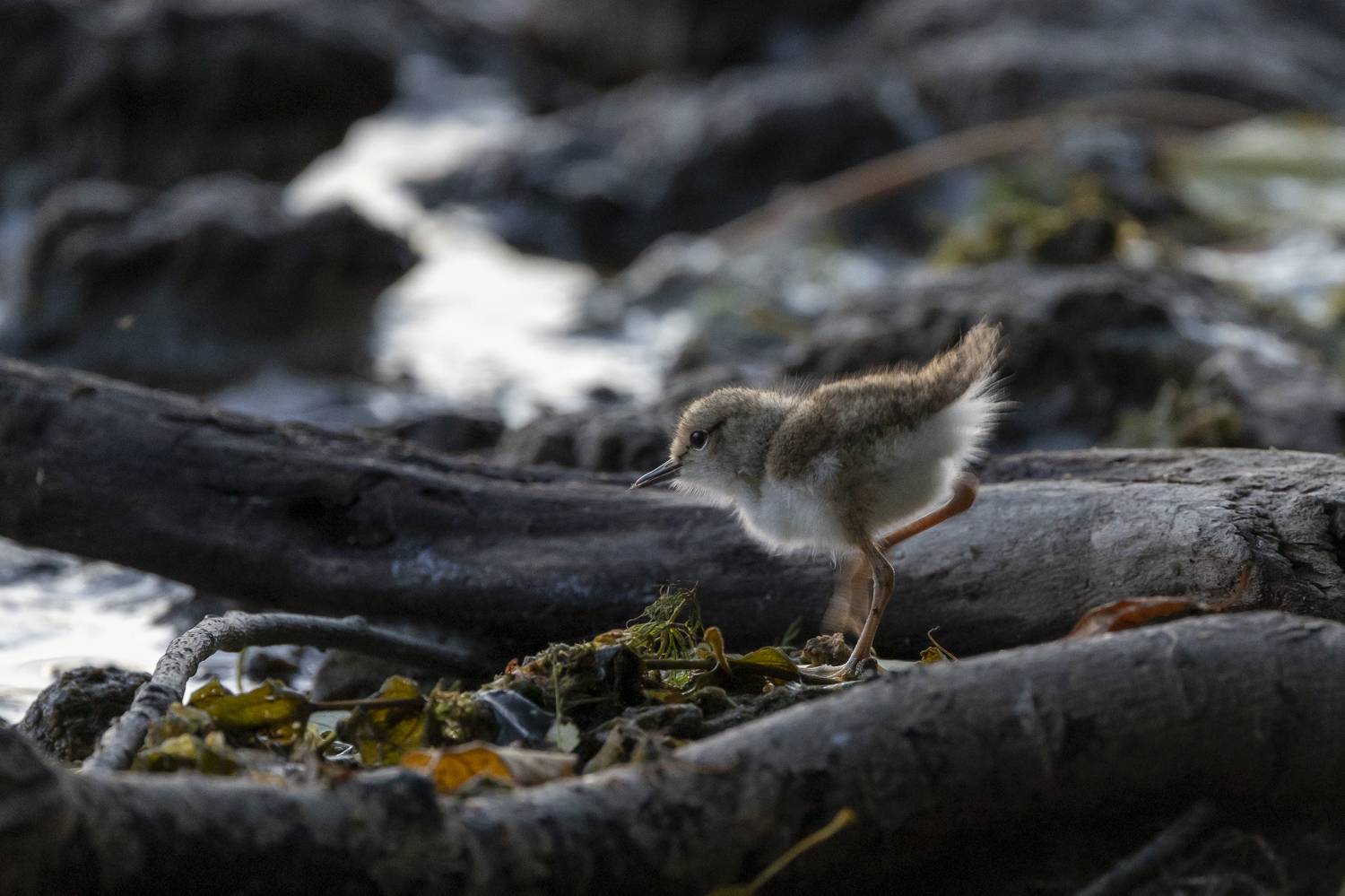 , Щепанов Дмитрий