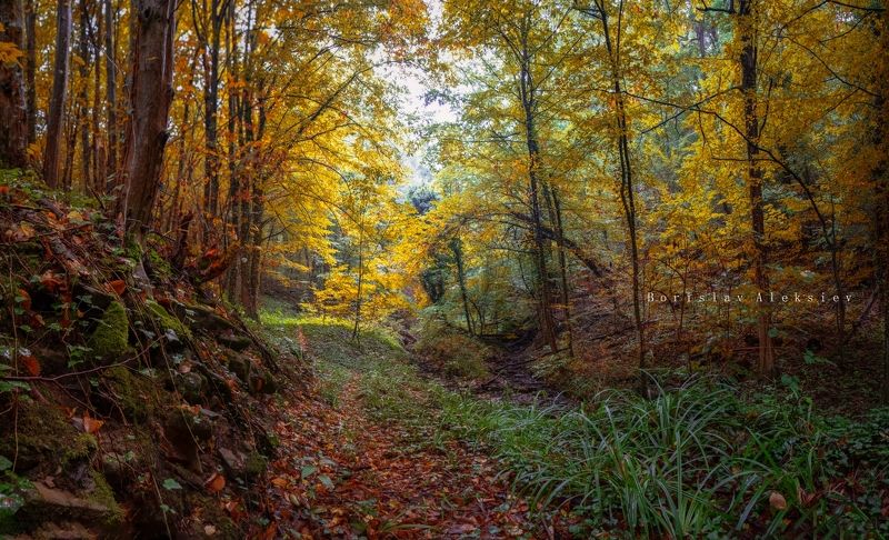 forest,travel,bulgaria,autumn,light,dark,stone,river, Autumn фото превью