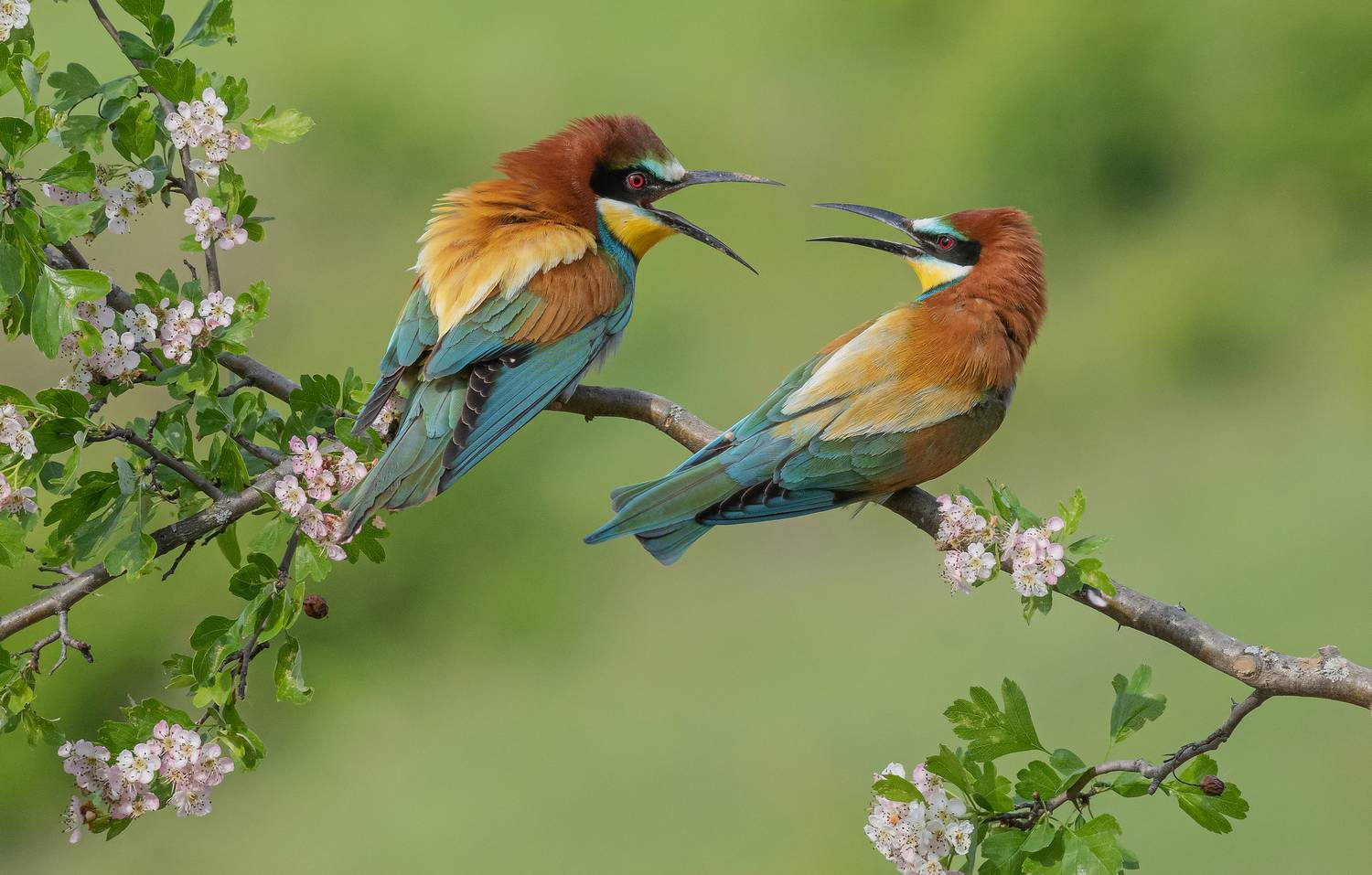 птицы, щурки, фотоохота, природа, весна, лето, Сигушин Руслан