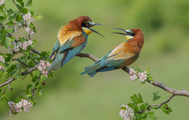 птицы, щурки, фотоохота, природа, весна, лето На повышенных фото превью