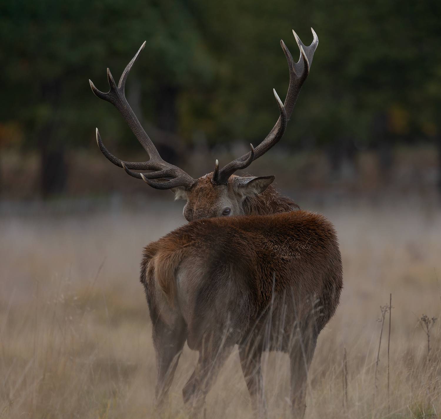 red deer, deer, animal, wildlife, nature, canon, MARIA KULA